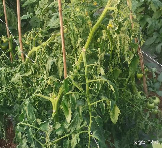 四大易混淆杀菌剂辨析:抑霉唑,叶枯唑,氰霜唑,啶菌恶唑您分得清吗?